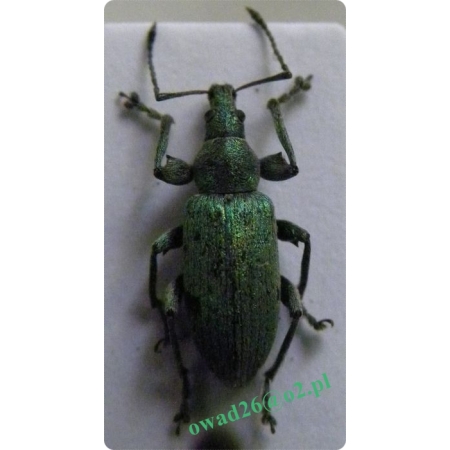 Phyllobius pomaceus Gyllenhal, 1834 Naliściak pokrzywiak